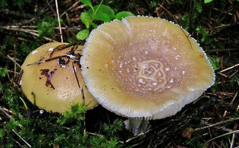 Amanita junquillea.